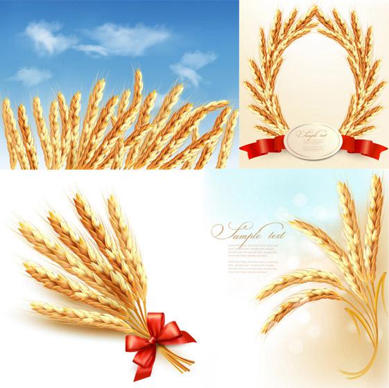 561x560 Wheat Vector