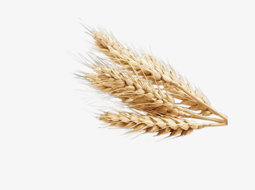 820x612 Wheat Vector Png Images