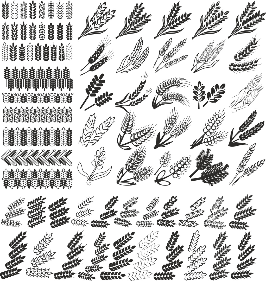 1022x1080 Wheat Vector Set Free Vector Download In Cdr