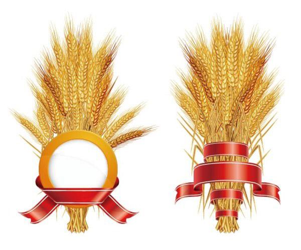 600x499 Wheat Vector