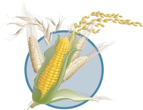 476x368 Wheat Free Vector Download