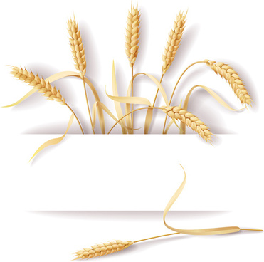 371x368 Wheat Free Vector Download