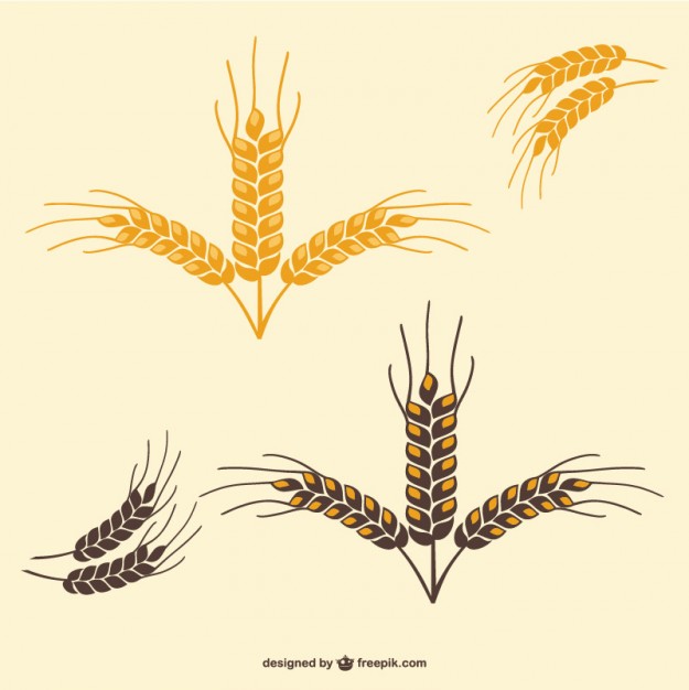 625x626 Wheat Leaves Vector Vector Free Vector Download