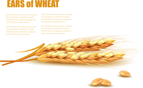500x307 Classic Gold Wheat Background Vector Material Free Download