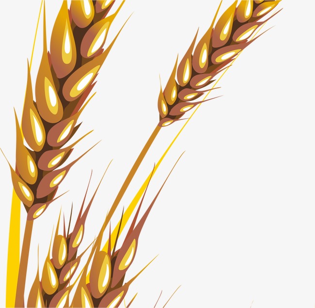 650x635 Download Free Png Hand Painted Wheat, Wheat Vector, Vector, Png