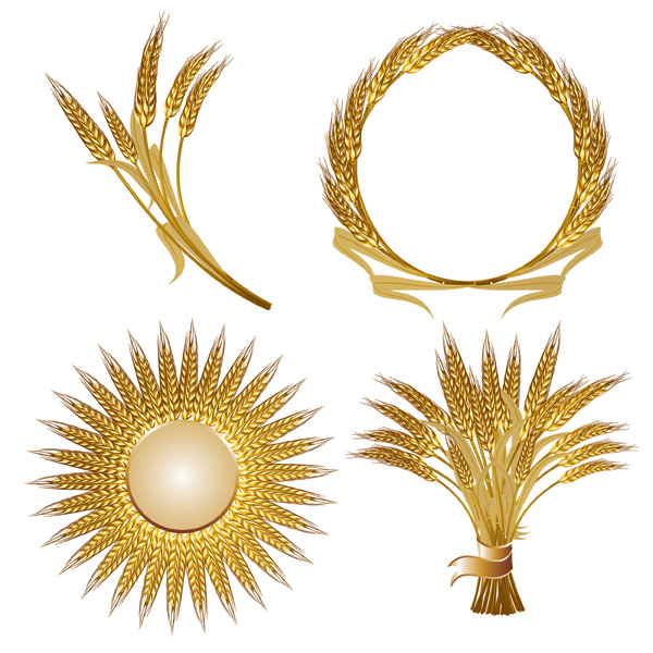 600x600 Golden Wheat