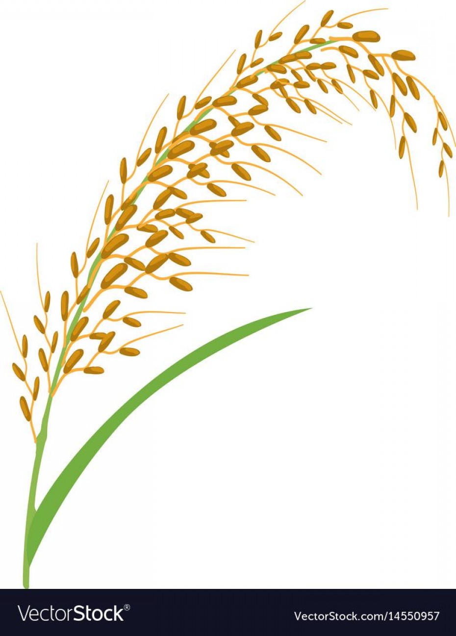 930x1296 Unique Wheat Stalk Graphic Vector Images Newwaysys