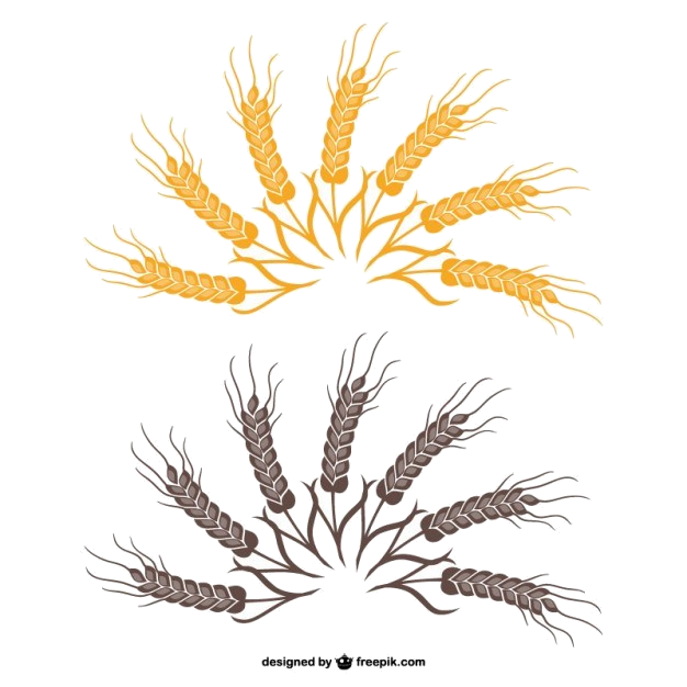 626x626 Wheat Clipart Images Vectors Free Vector Art Transparent Png