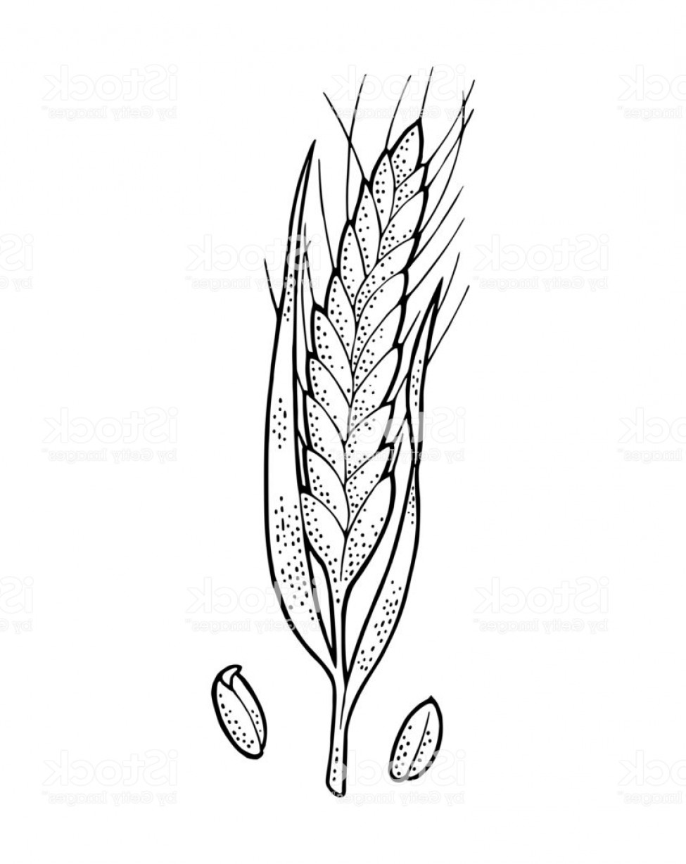 975x1228 Wheat Vector Art Createmepink