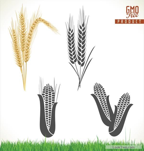 600x631 Corn And Wheat Vector Material Free Vector Download Design
