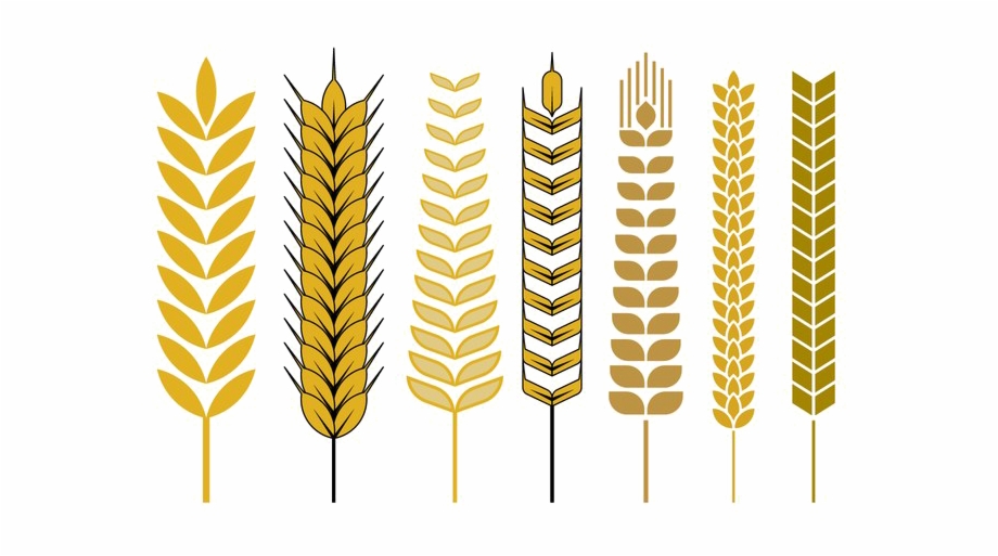 920x513 Wheat Vector Free Png