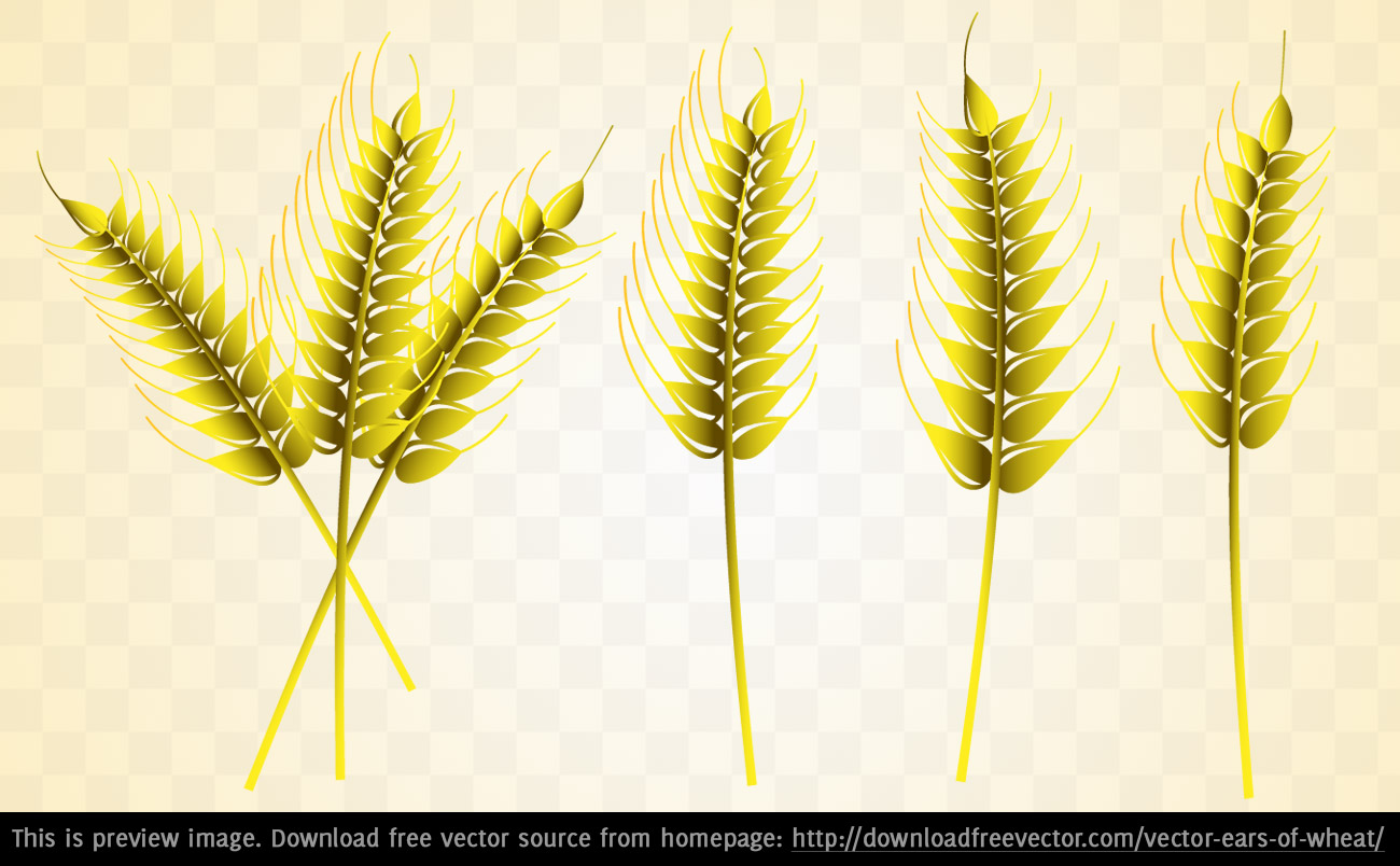 1300x804 Ear Of Wheat Vector Art Free Free Vectors Ui Download