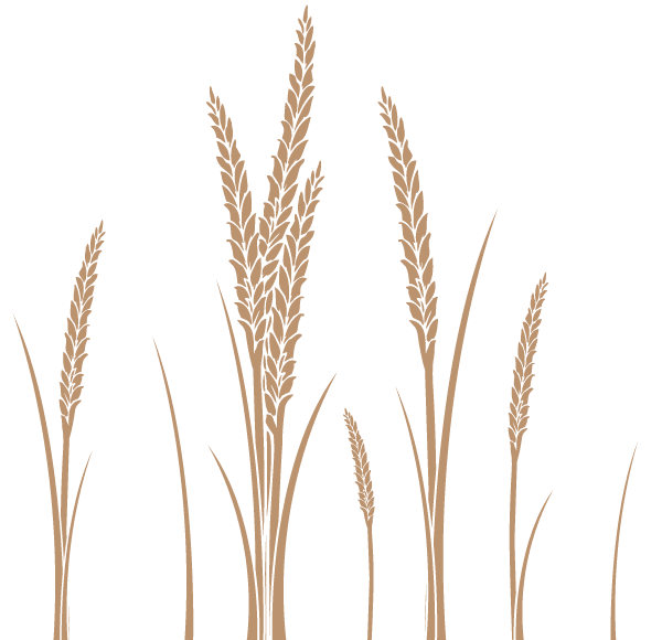 600x580 Ear Of Wheat Vector Art Free