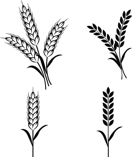 515x612 Free Wheat Clipart Vector