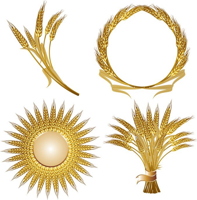 676x686 Free Golden Wheat Files, Vectors Graphics