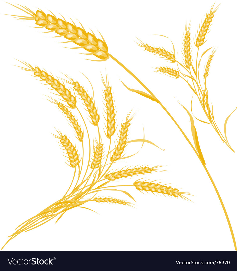 943x1080 Free Wheat Vector