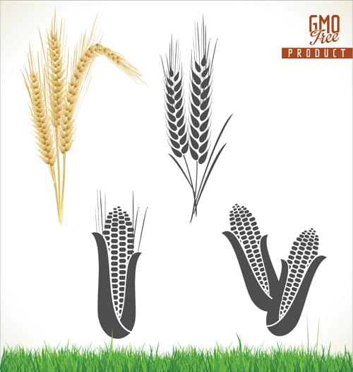 500x526 Corn And Wheat Vector Material Free Graphics Uihere