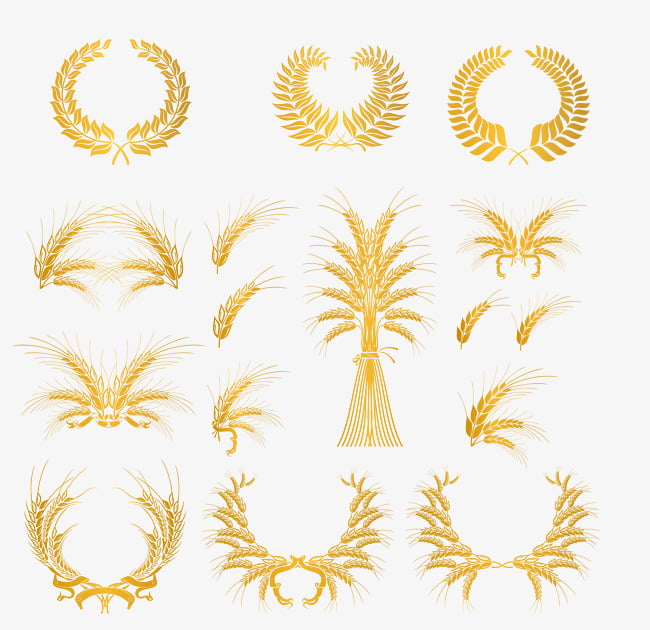 650x630 Golden Wheat Vector Material Free Graphics Uihere