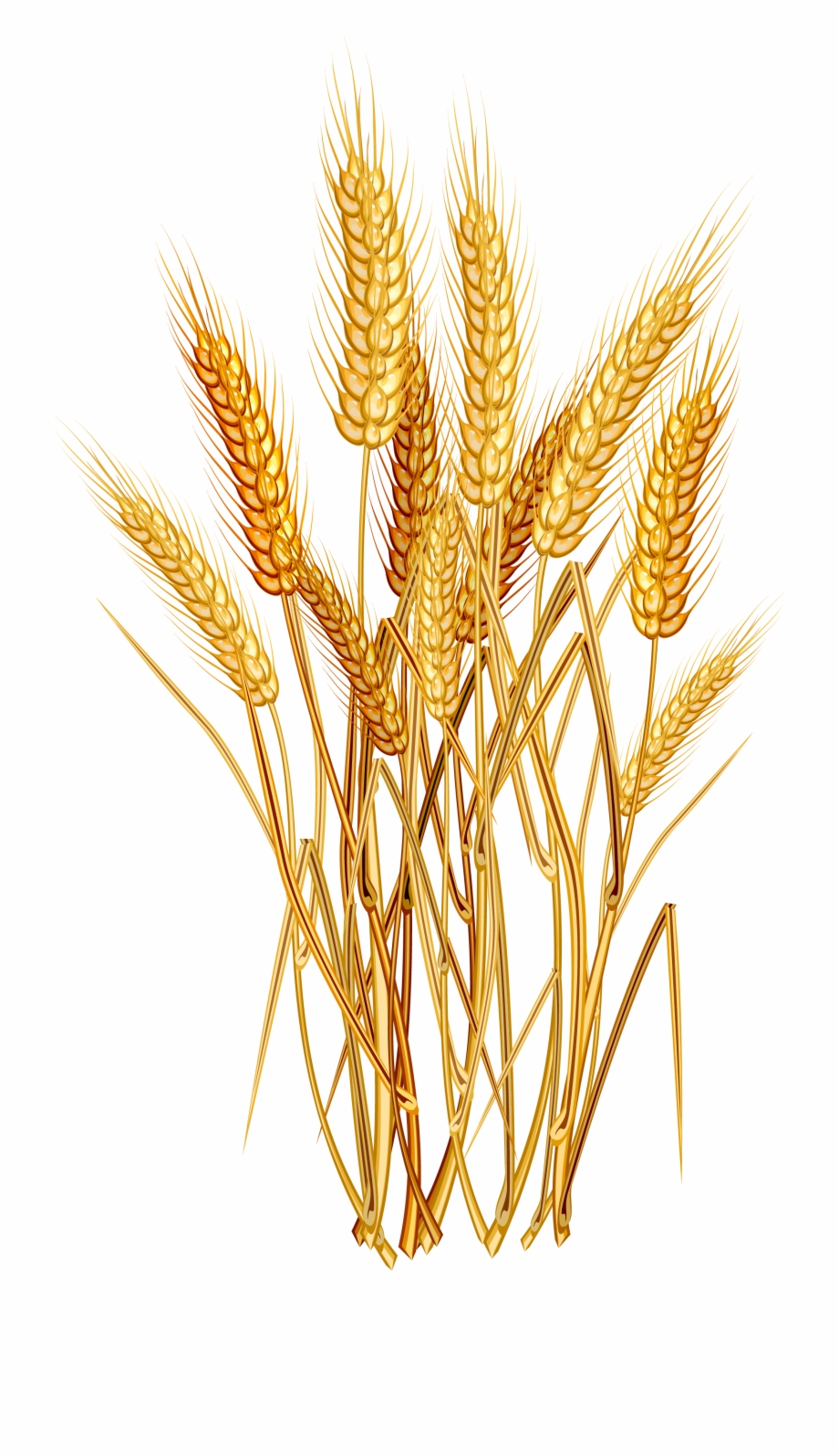 920x1595 Grain Plant Png
