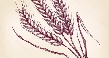 367x195 Hand Drawn Images Of Wheat Vector Archives