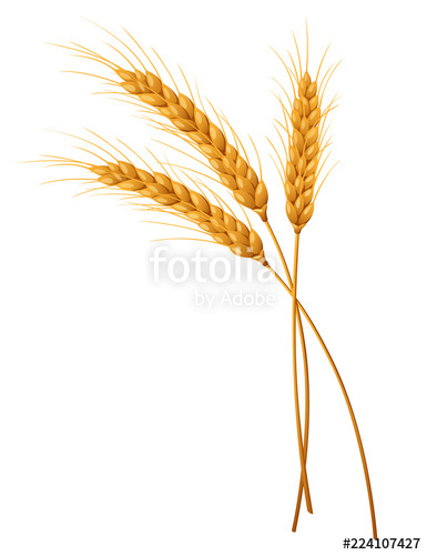 385x500 Three Isolated Spikelets Of Wheat Vector Illustration Stock