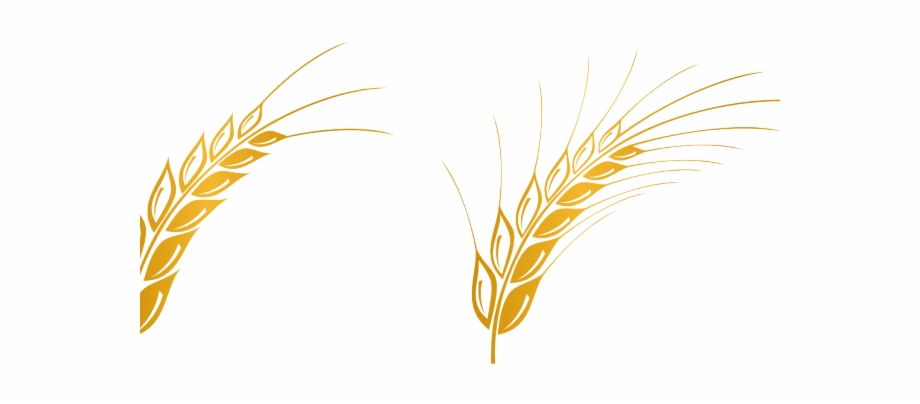 920x404 Wheat Vector