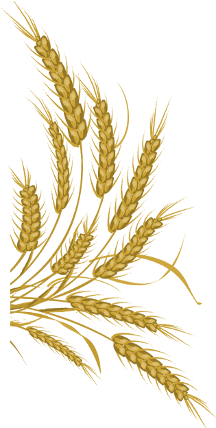 315x624 Download Wheat Png Download