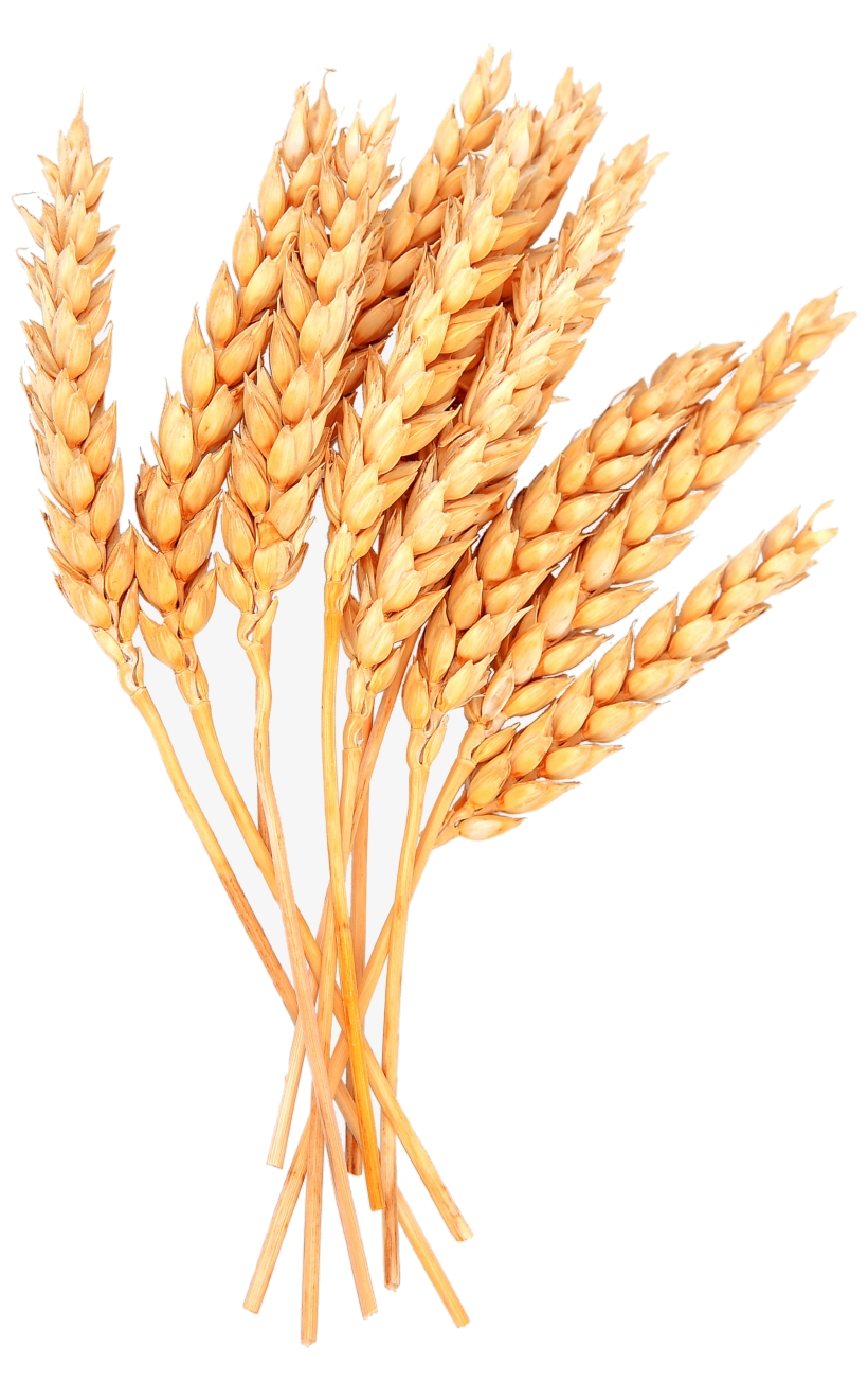 820x1303 Wheat Vector Free Image Sheaves Of Clipart Transparent Png