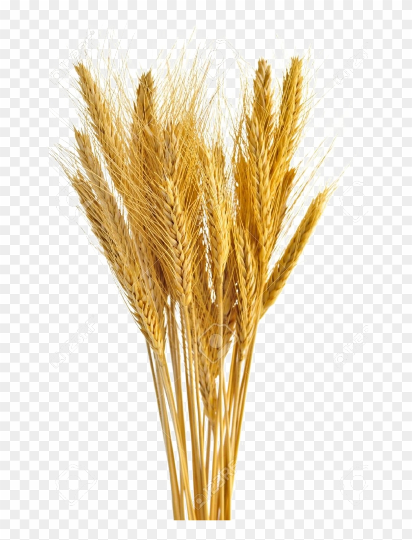 840x1102 Wheat Vector Free Transparent