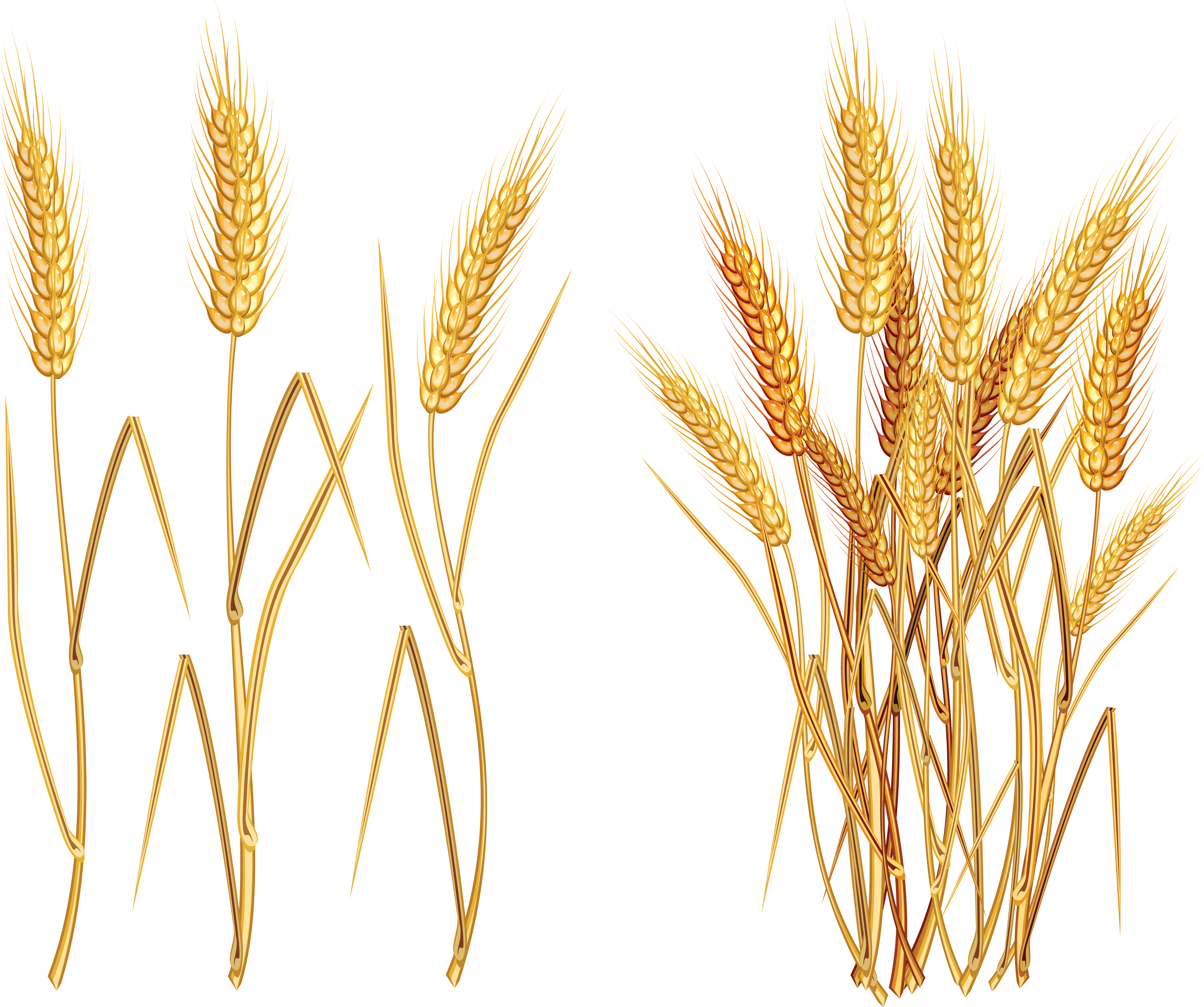 5733x4795 Wheat Vector Plant Transparent Clipart Free Ya Png