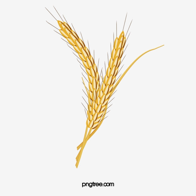640x640 Wheat Vector Png Images