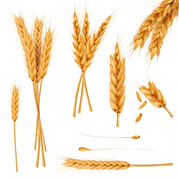 626x625 Wheat Vectors, Photos And Free Download