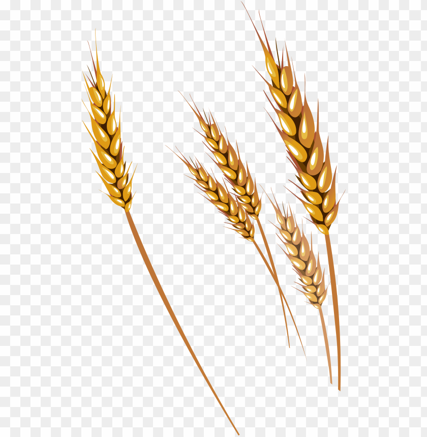 840x859 Free Png Wheat Png Images Transparent