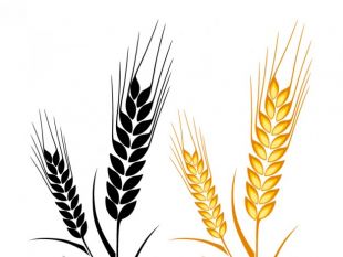 310x233 Ear Of Wheat Vector Art Free Free Vectors Ui Download