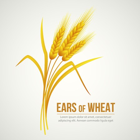 450x450 Ears Of Wheat Vector Illustration Royalty Free Vector
