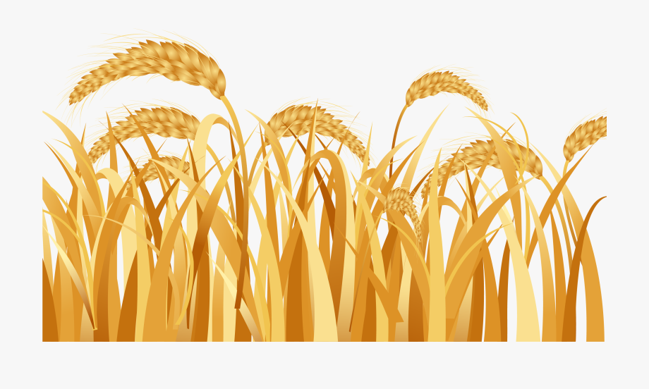 Wheat Vector Free at Vectorified.com | Collection of Wheat Vector Free ...