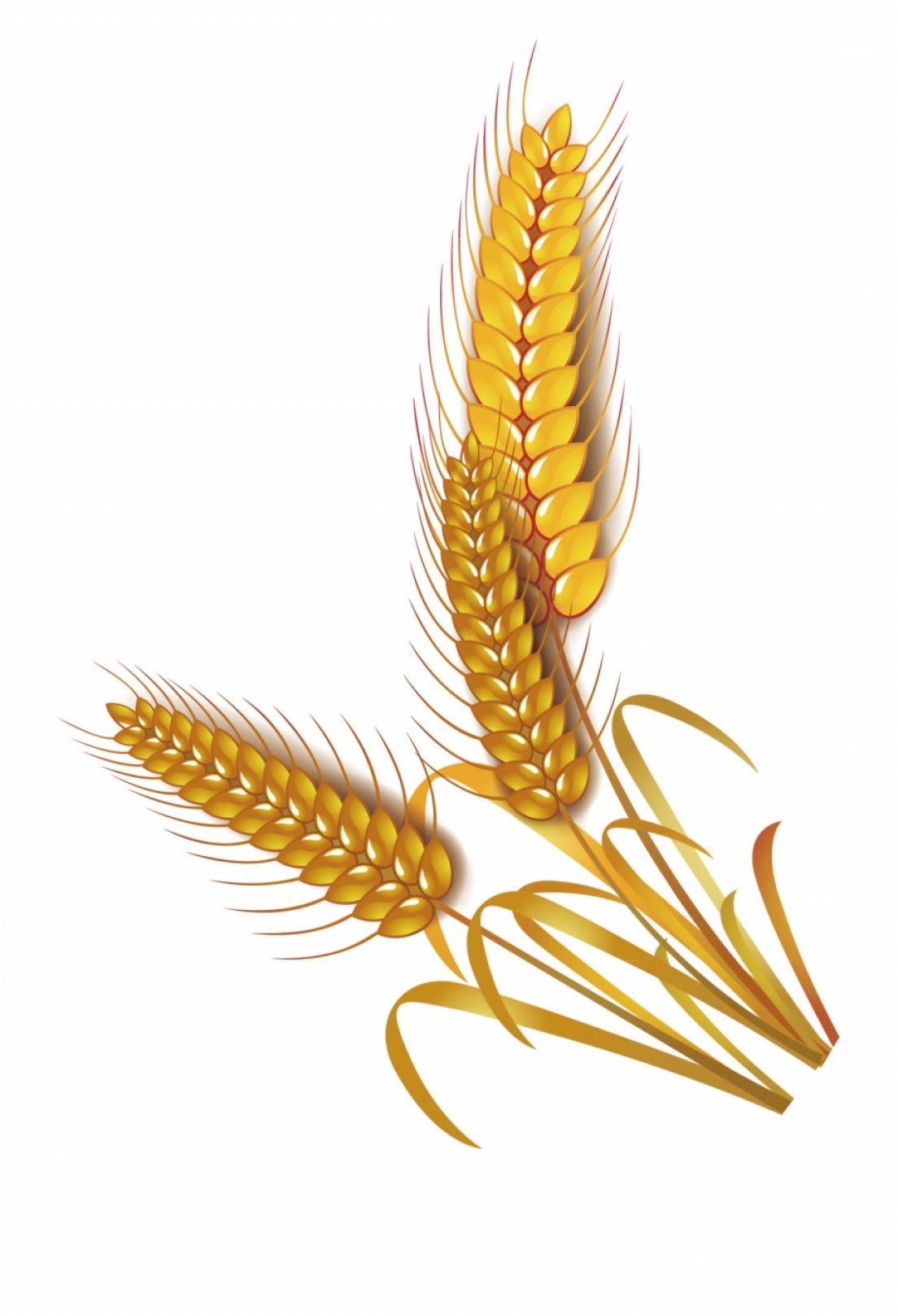 Wheat Vector Png at Vectorified.com | Collection of Wheat Vector Png ...