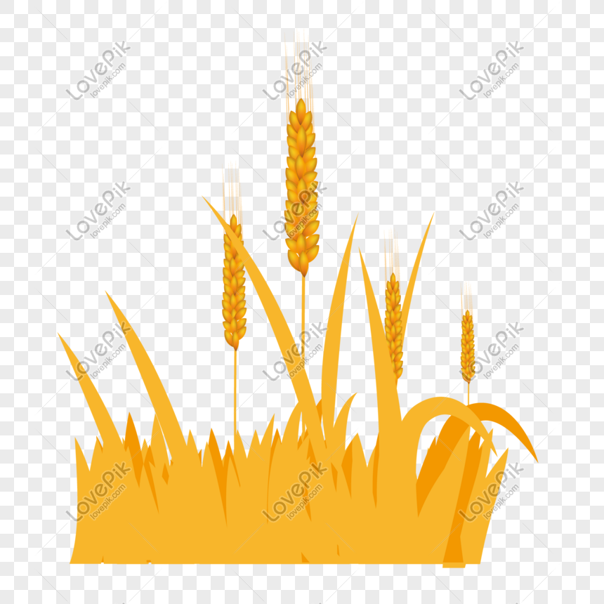 860x860 Vector Illustration Golden Yellow Wheat Png Image Picture Free