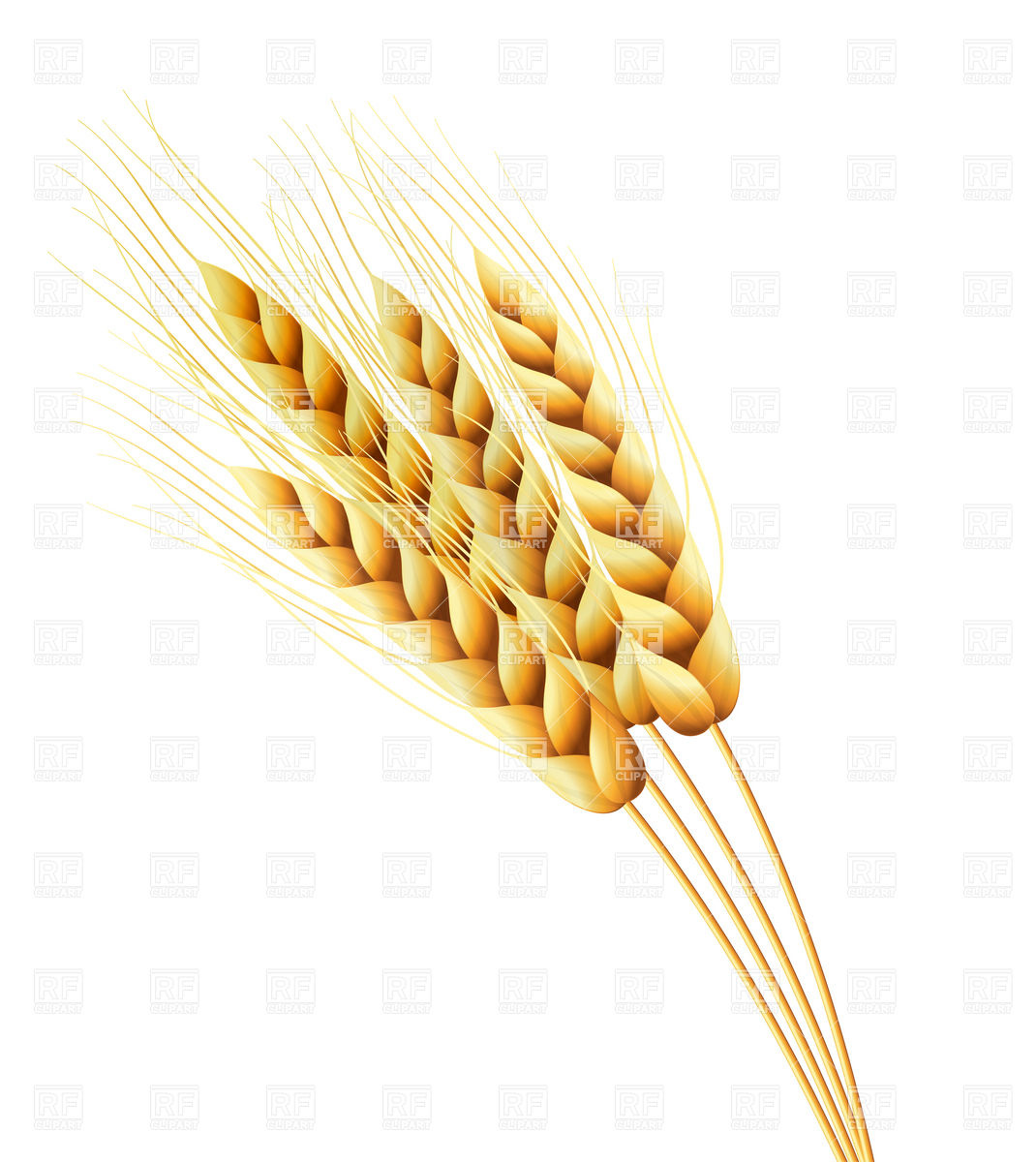 1070x1200 Wheat Clipart Vector