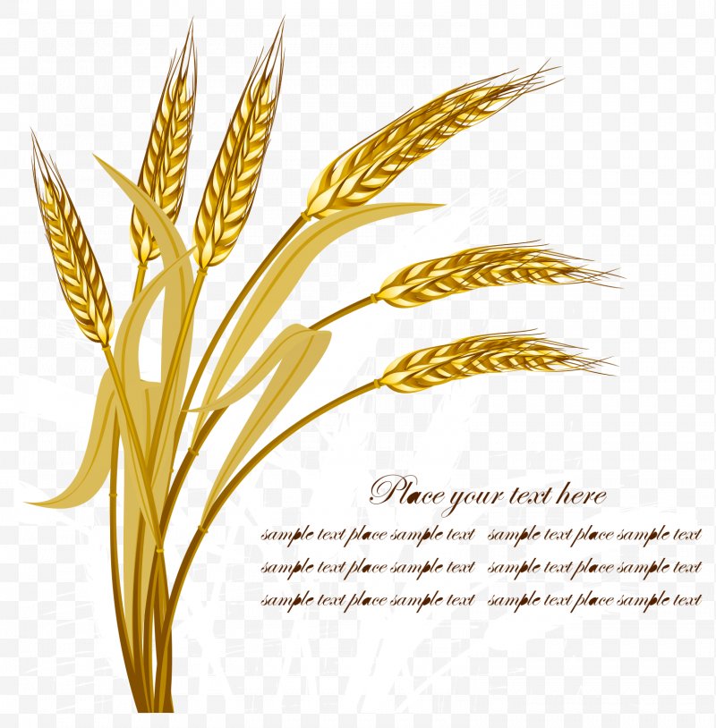 Wheat Harvest Crop, Png, Emmer, Barley, Cereal 800x814 Wheat Harvest Crop, Png, Emmer, Barley, Cereal