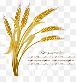 260x280 Wheat Png Wheat Transparent Clipart Free Download