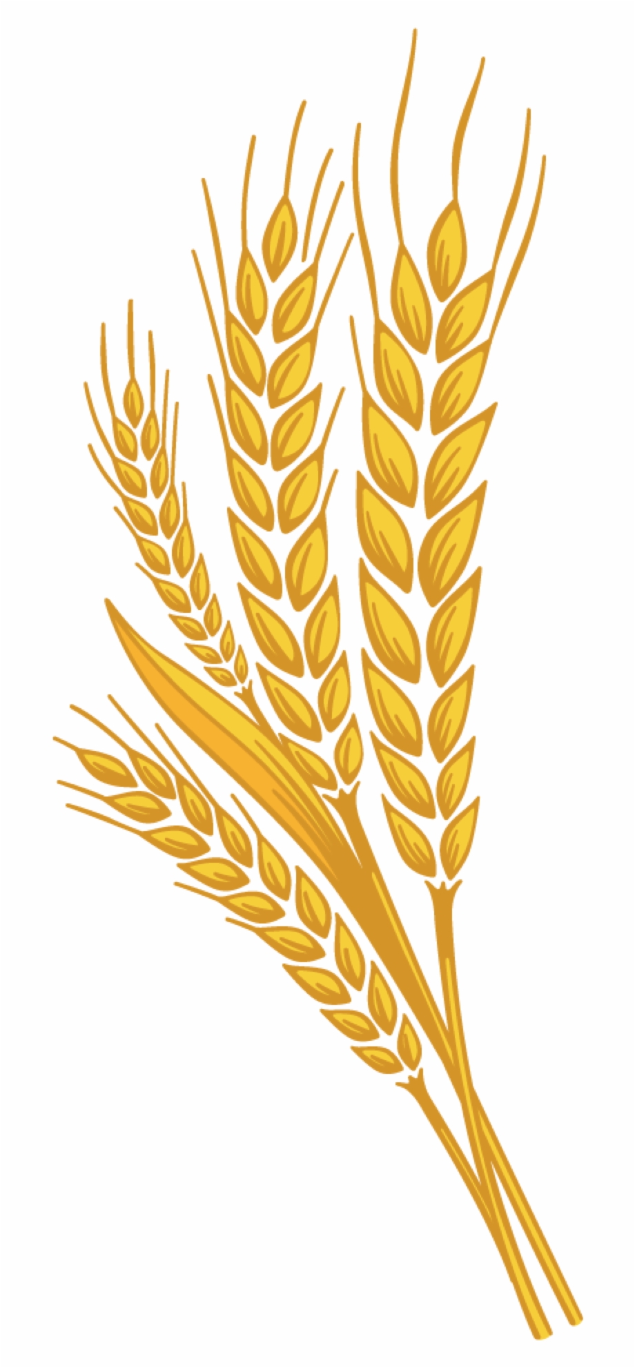 920x1982 Wheat Png Free Png Images Clipart Download