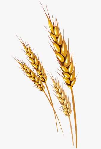 340x500 Wheat Vector Dsg Wheat Vector, Wheat Drawing, Herbs Illustration