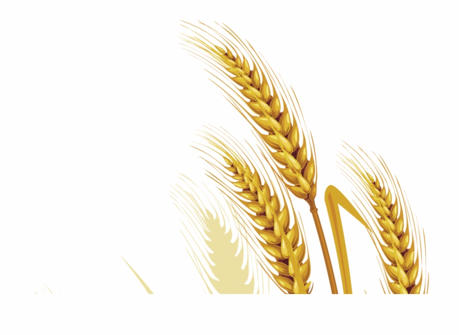 920x671 Wheat Vector Free Png Picture