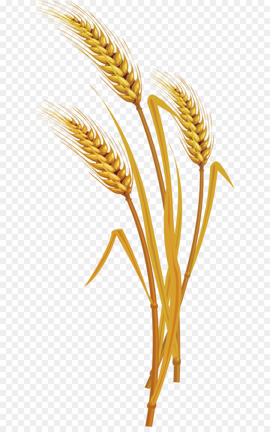 Wheat Vector Png At Vectorified Com Collection Of Wheat Vector Png Free For Personal Use