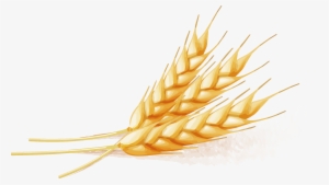 300x169 Wheat Vector Png Png Images Png Cliparts Free Download On Seekpng