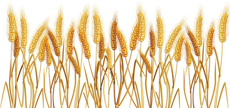 800x376 Wheat Vector Graphics To Download