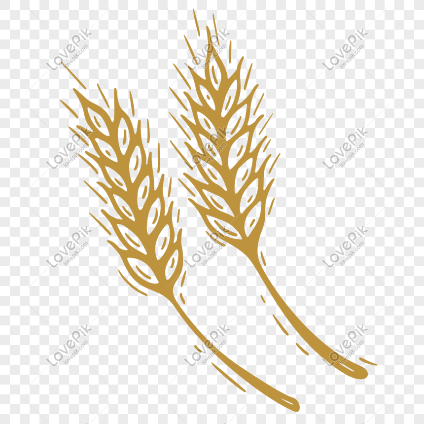 860x860 Wheat Harvest Vector Illustration Png Image Picture Free Download