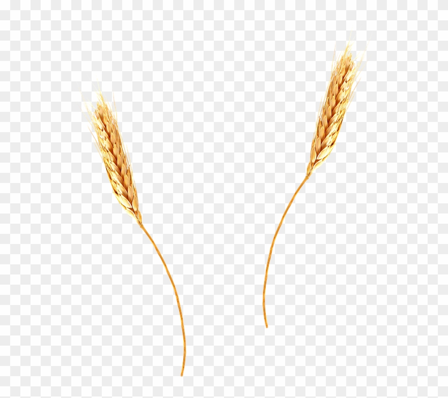 880x783 Cornfield Vector Wheat Background Clip Art Freeuse