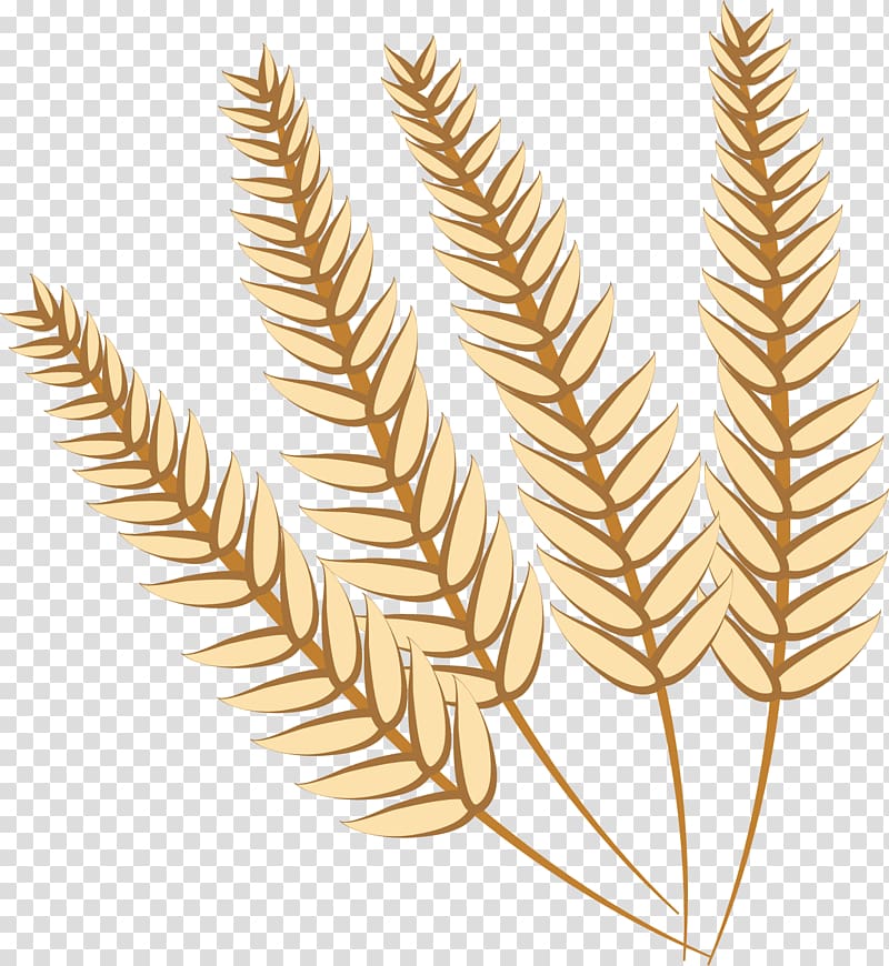 800x870 Food Grain Wheat, Wheat Wheat Transparent Background Png Clipart